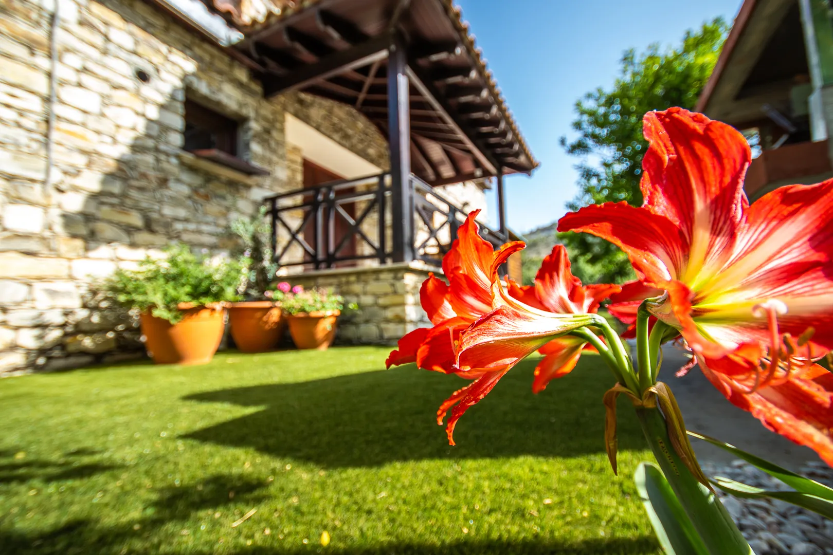 Red amaryllis in the garden